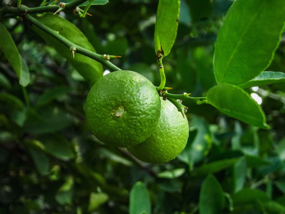 citrus fruit green lemon fruit in close up photography lime